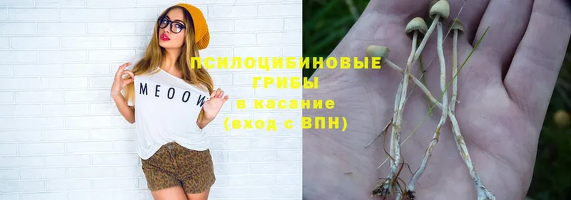 Псилоцибиновые грибы Psilocybe  Сергач 